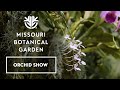 2024 orchid show introduction