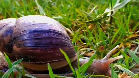 The snail short movie | Largest snail in the world Lifecycle