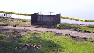 Stumpy, the little cherry tree that could, can no more: The News4 Rundown | NBC4 Washington