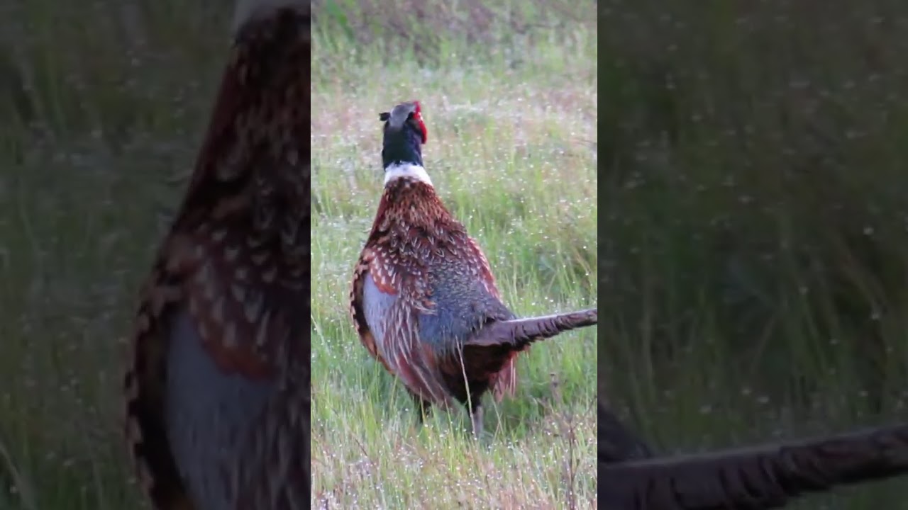 ring necked pheasant call 
