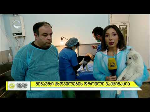 შინაური ცხოველების დროული ვაქცინაცია