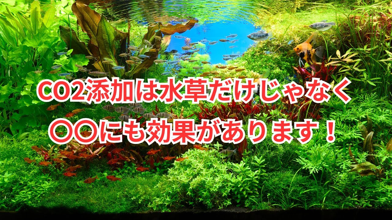 CO2添加は水草育成だけじゃなく〇〇にも効果があります！