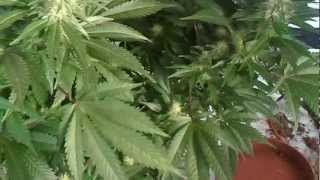 boloom tent with 2 wk 3 wk n 4 wk