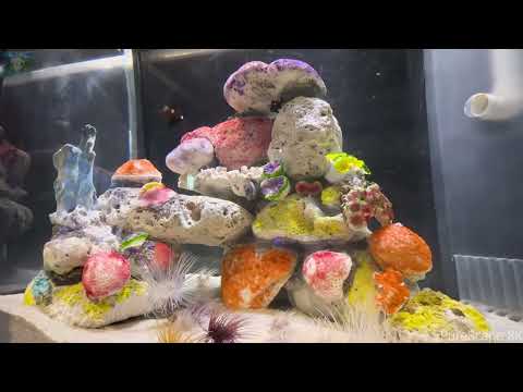 Breathtaking Aquarium World 🐠 Colorful Tropical Fish & Soothing Music for Stress Relief