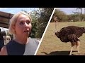 SCARED OF WILD OSTRICHES