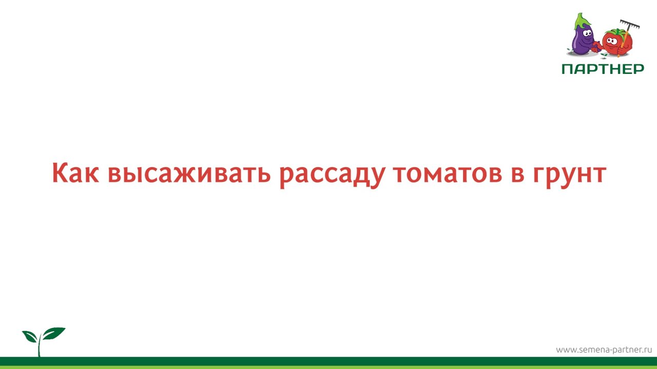 Как высаживать рассаду томатов в грунт