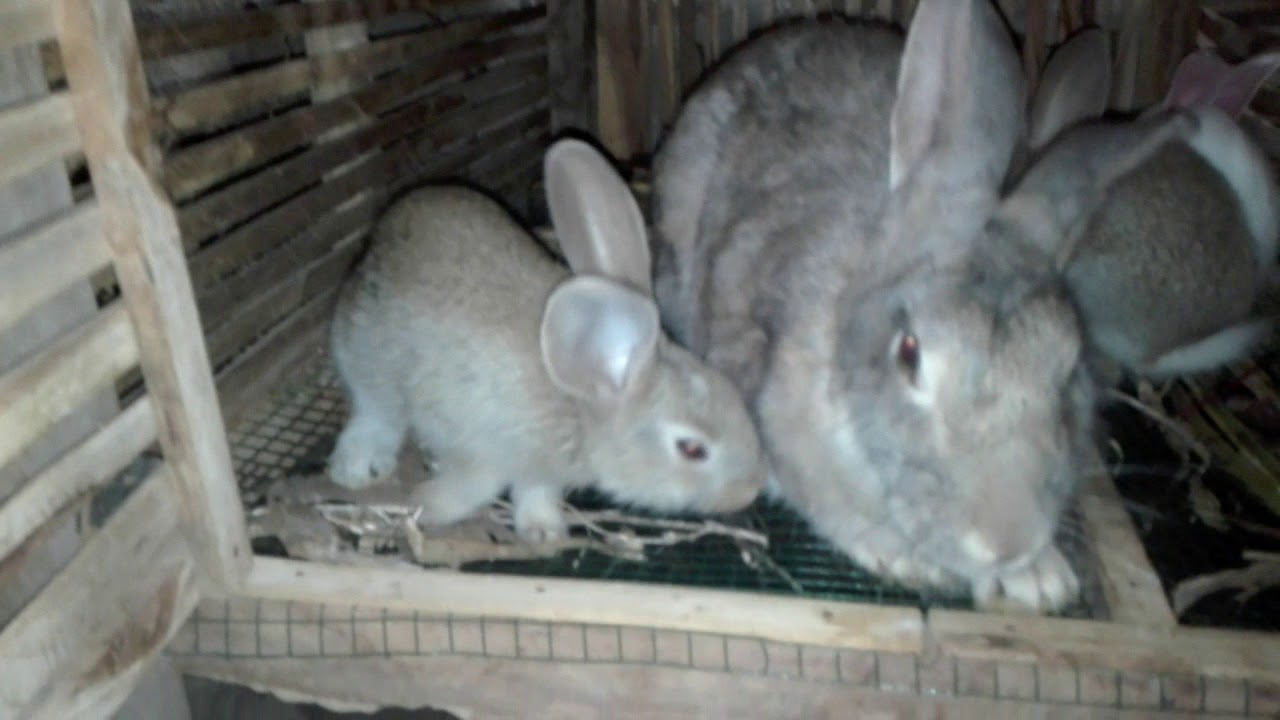 ternak kelinci pemula 
