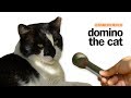 Meet domino  ut austins campus cat