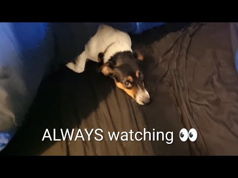Jack Russell is ALWAYS watching 👀 - YouTube