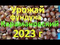 Урожай фундука Карамановский (Президент) 2023 г