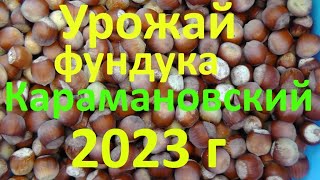 Урожай фундука Карамановский (Президент) 2023 г