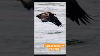 Kartal Bali̇k Av Peşi̇nde