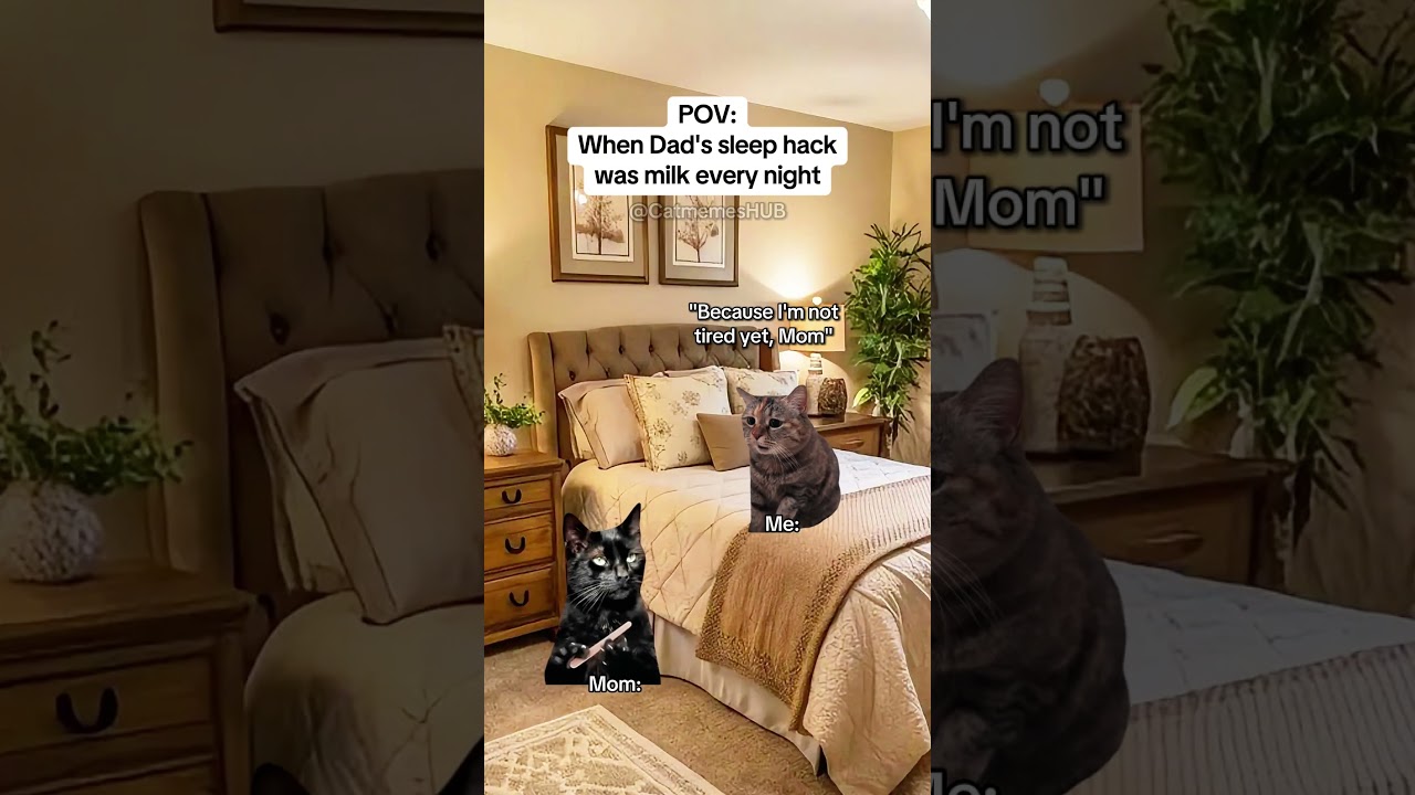 CAT MEMES 🐱When Dad's sleep hack was milk every night 