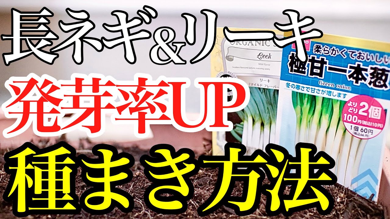 Leek onion] We will teach you how to sow these two varieties to