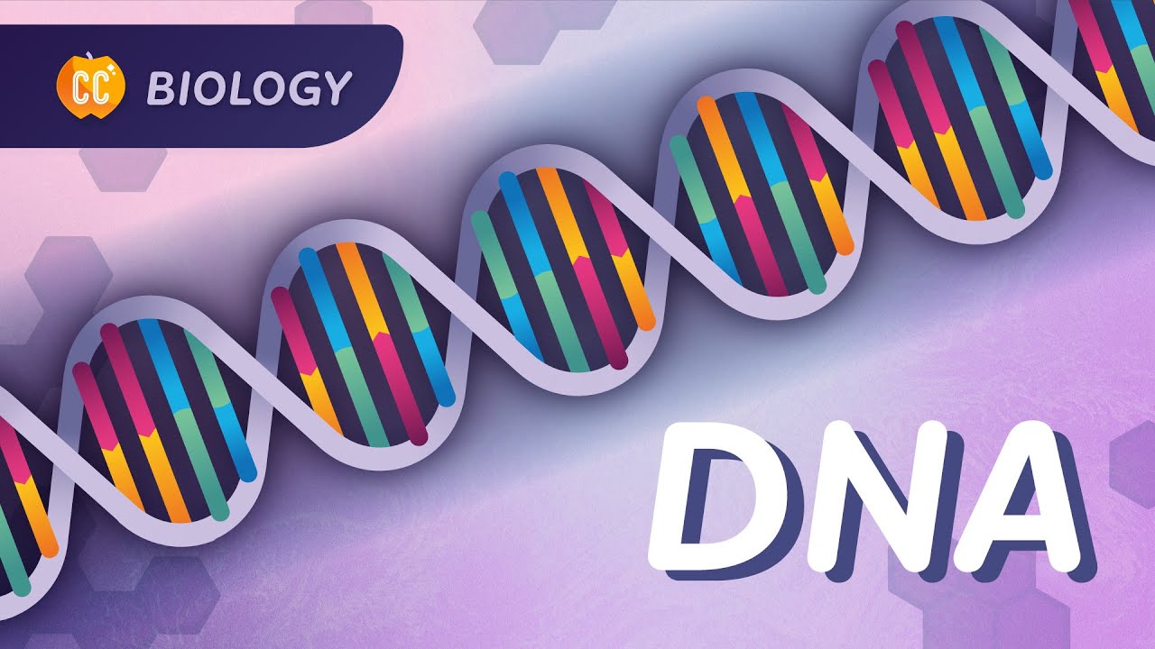 Our Instruction Manual for Existing: DNA Structure & Replication: Crash Course Biology #33