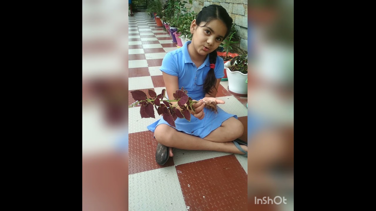 #KevashiActivityTime