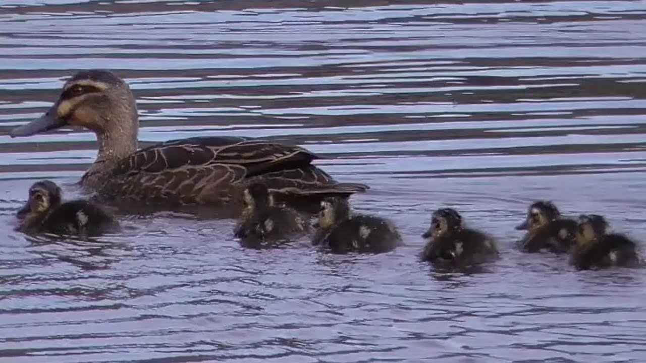 How Many Ducklings Do Australian Wood Ducks Have