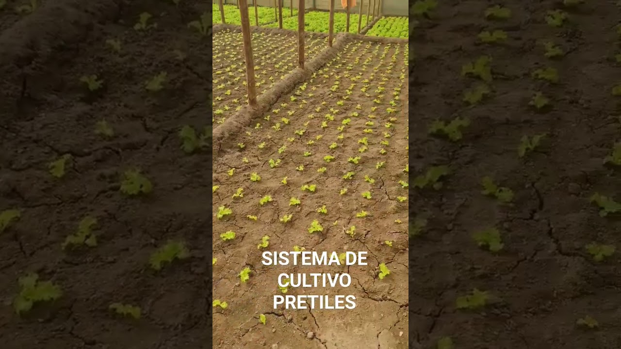 SISTEMA CULTIVO ATACAMA