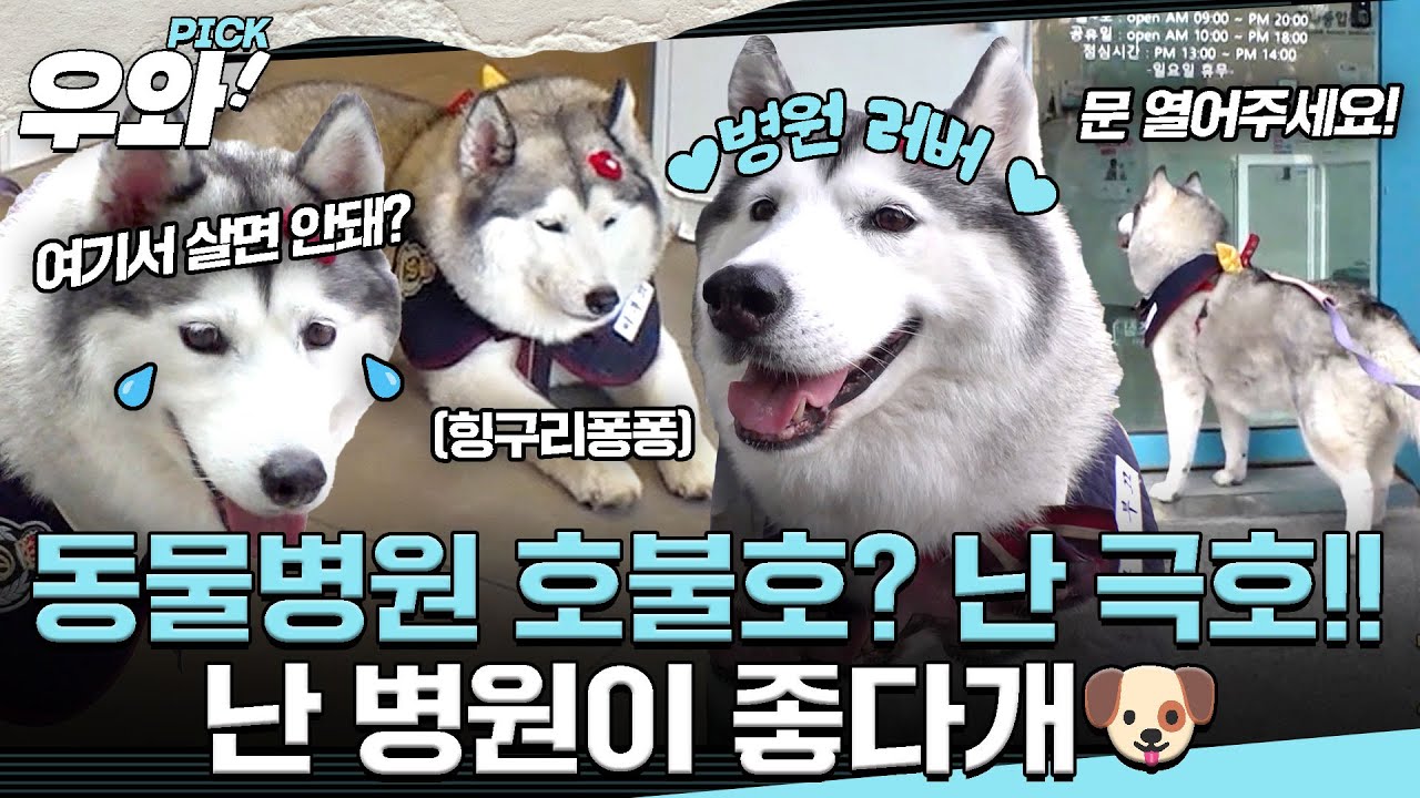 [⭐‍️#우와픽] 동물 병원을 내 집 안방처럼!🐶엄마보다 병원이 더 좋은(?) 별난 강쥐 '이부끄' #순간포착세상에이런일이 #우와한비디오 #우와픽