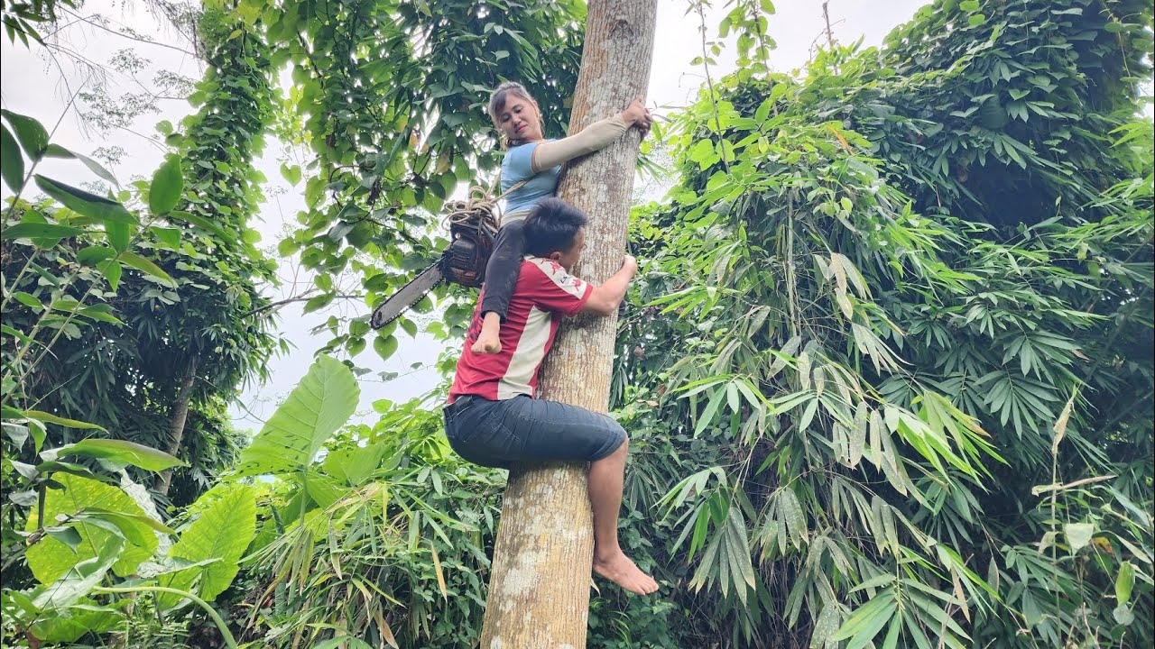 Agricultural vehicles transporting wood here is the full video of the transport