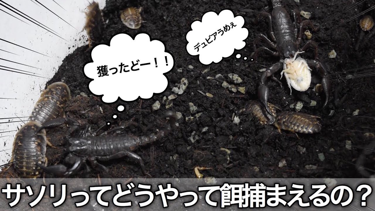 サソリがゴキブリを捕まえ食べる様子 アジアンフォレストスコーピオン