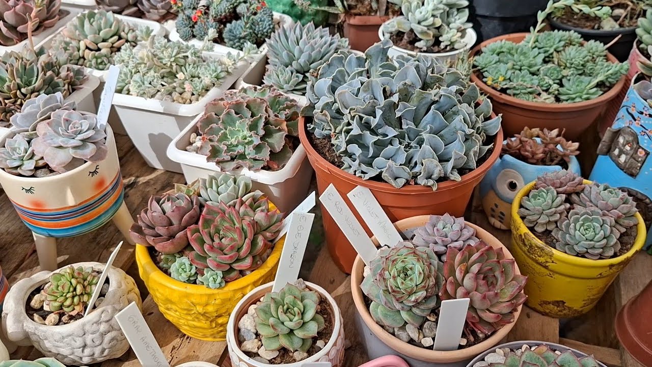 Suculentas lindas que estão se destacando por aqui
