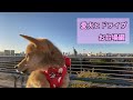 愛犬とお台場までドライブ＆お買い物したら楽しすぎた！！