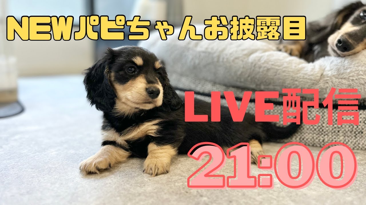 犬7頭と暮らすおっさん】NEWパピーちゃんお披露目配信 - YouTube