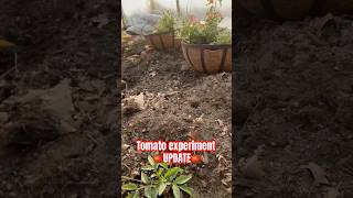Will April-Planted Tomatoes Produce Fruit Faster? 🍅 | Experiment Update!