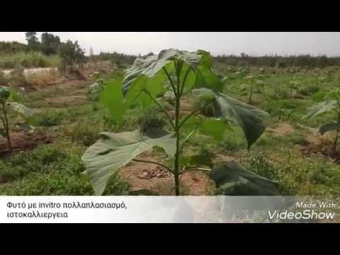 Βίντεο: Τι είδους φωτισμός χρειάζεται ένα δέντρο μανταρίνι