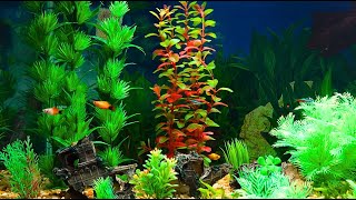 Watching the Fish Swim Back and Forth | Music to Soothe the Soul