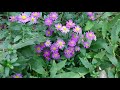 2020・10・25        ★薄紫色のノコンギク咲いてきました【概要欄へ】