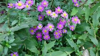 2020・10・25        ★薄紫色のノコンギク咲いてきました【概要欄へ】