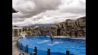 عرض الدلافين في دولة جورجيا مدينة باتومي - Dolphin show in Batumi, Georgia