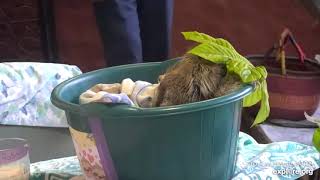 Rescued baby sloth Robin drops his leaf.  It's Miss Leslie's mom to the rescue!   Recorded: 04\/23\/23