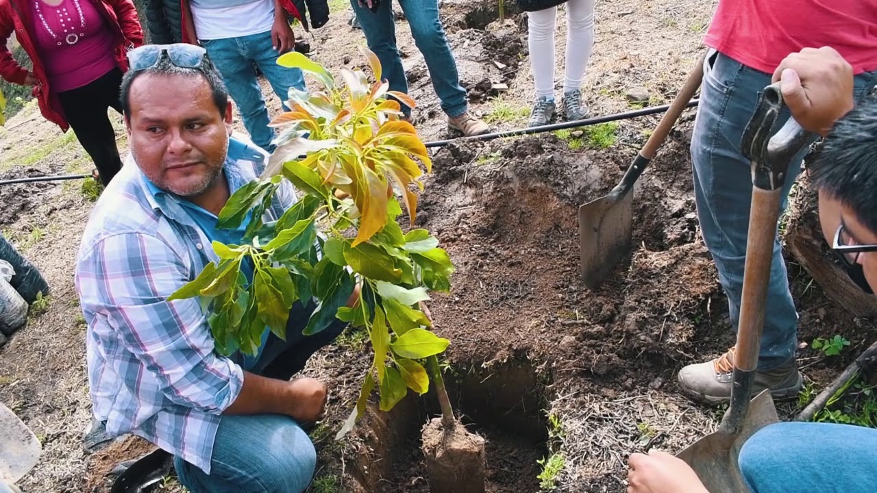 MODERNO DISEÑO DE SISTEMA DE PLANTACIÓN DE PALTO SE IMPLEMENTA EN ÁNCASH
