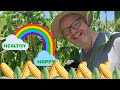 How to Grow & Harvest Corn with Jim Gaffigan | Happy & Healthy Eps 2/ Top Tips