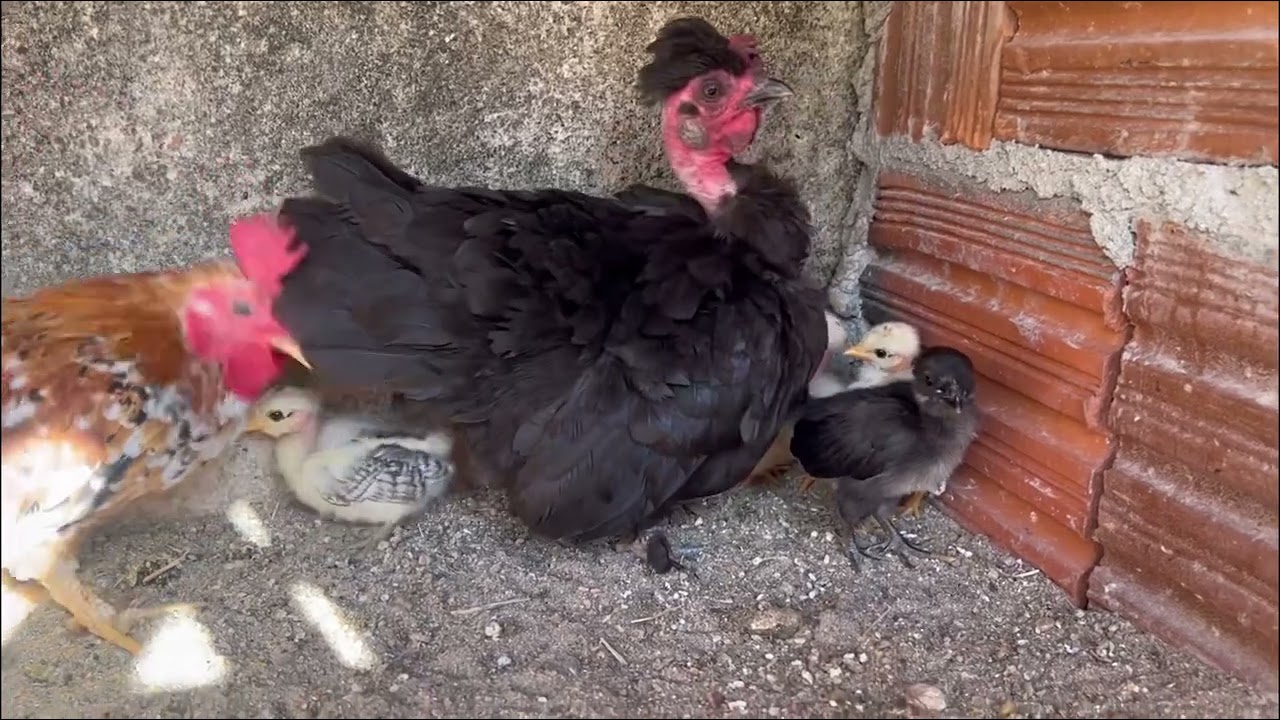 Mostrando toda criação dos mini garnizes.