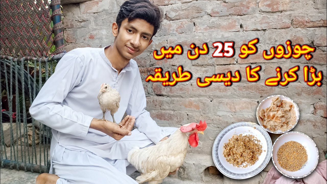 Chicks weight gain diet plan😲/chuzon ko jaldi Bara karne ka tarika 💯 