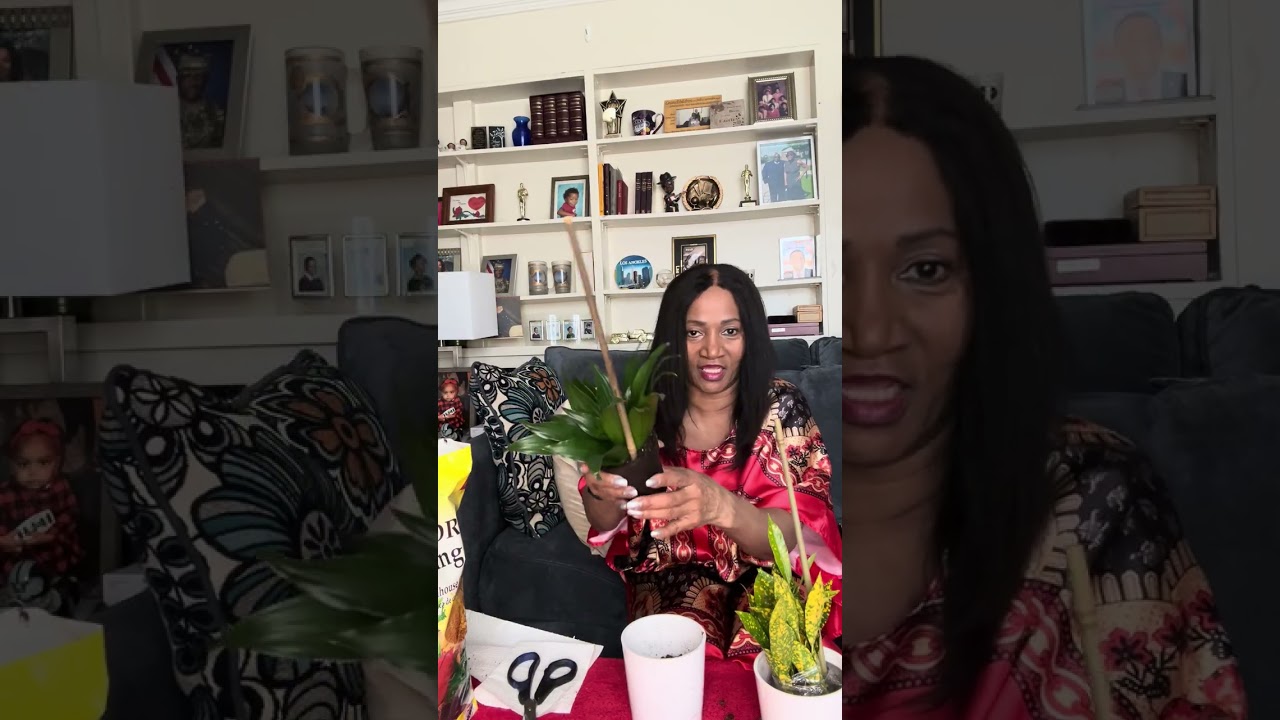 Repotting small houseplants @robinjames9597