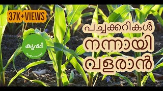 പച്ചക്കറികള്‍ തഴച്ചു വളരാന്‍ ഇങ്ങിനെ ചെയ്‌താല്‍ മതി - Zero Cost Growth Promoter from Vegetable Waste