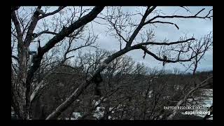 Decorah North Eagles - DNF sounds the alarm;  intruder flies over;  Mr chases \/ explore.org  4\/4\/24