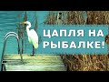 Цапля ловит рыбу, класс! Рыбаки, учитесь!