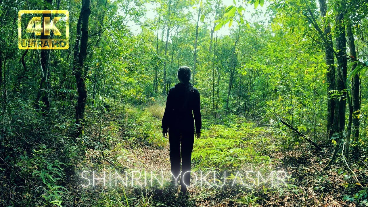 Shinrin-Yoku Forest Bathing: A Relaxing ASMR Walk Through the Woods ...