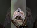 Being Father Is Not Easy Sparrow Protects Chicks From Rain Ai 