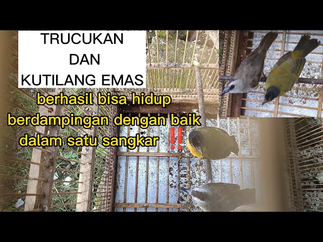 TRUCUKAN DAN KUTILANG EMAS HIDUP RUKUN DALAM SATU SANGKAR RUKUN ⁉️ #sugitoaviarychannel #trucukan class=