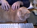 Kitty Keyboard