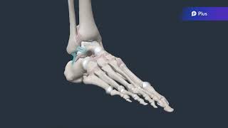 Exploring Anatomy Programme – Ankle Lateral Ligaments