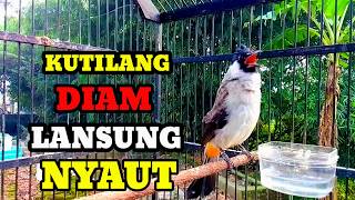 Kutilang Diam nyaut di pancing suara burung kutilang gacor memanggil lawan ini pasti nyaut Gacor