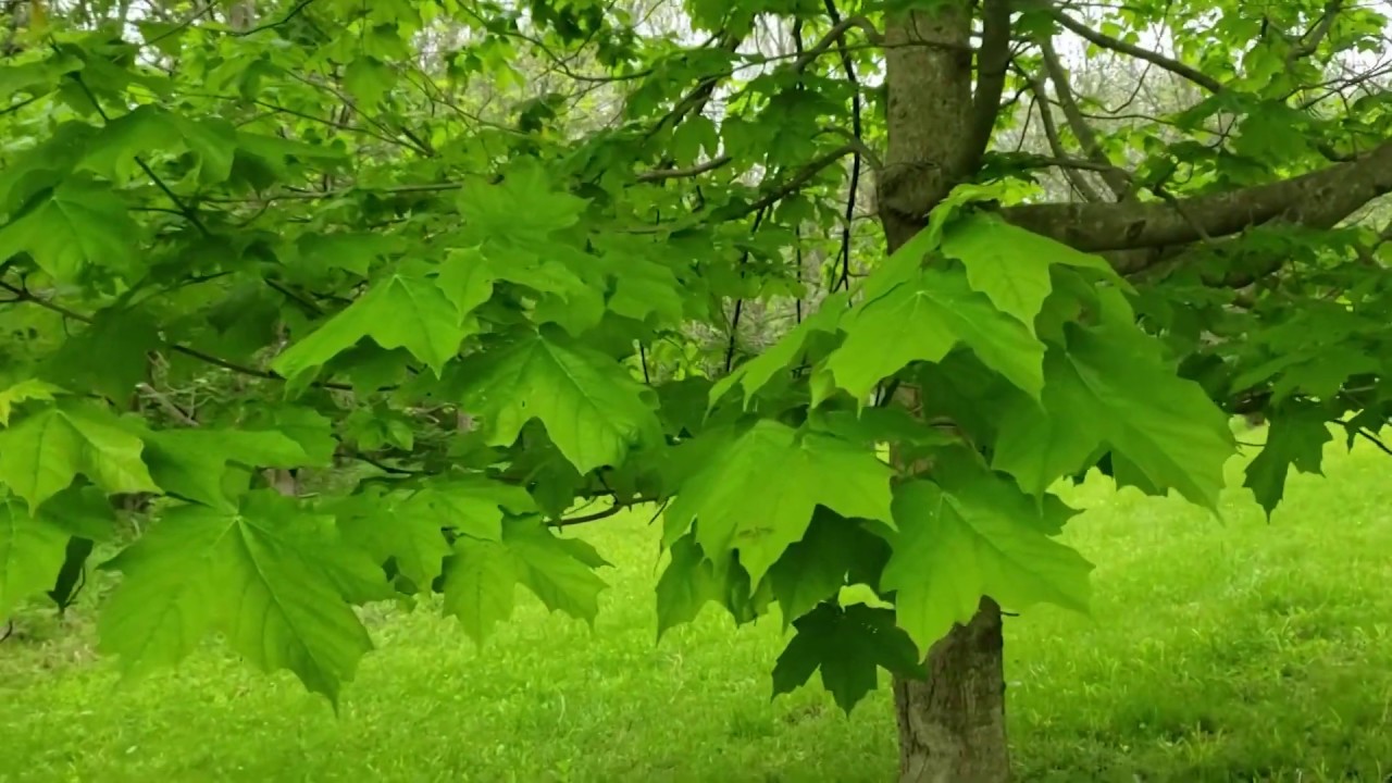 ID That Tree Black Maple YouTube